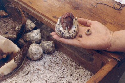 Hermit crabs in crabarium